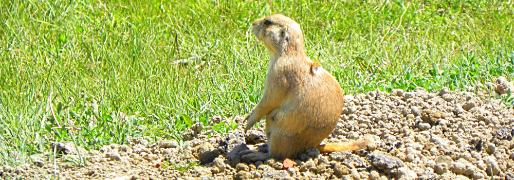 The Rodentia: Sciuridae FamilyThe Prairie Dog