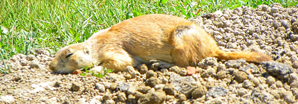 The Rodentia: Sciuridae FamilyThe Prairie Dog