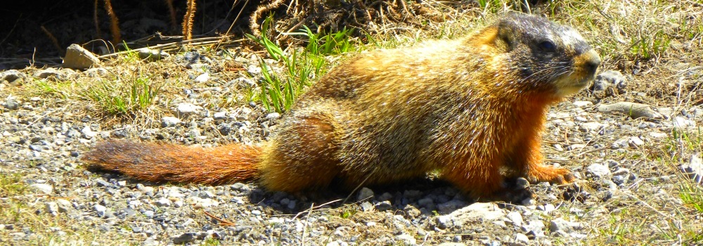 The RodentiaThe Yellow-bellied Marmot