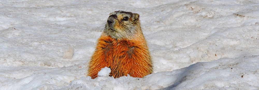 The RodentiaThe Yellow-bellied Marmot