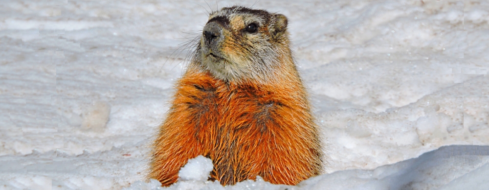 The RodentiaThe Yellow-bellied Marmot