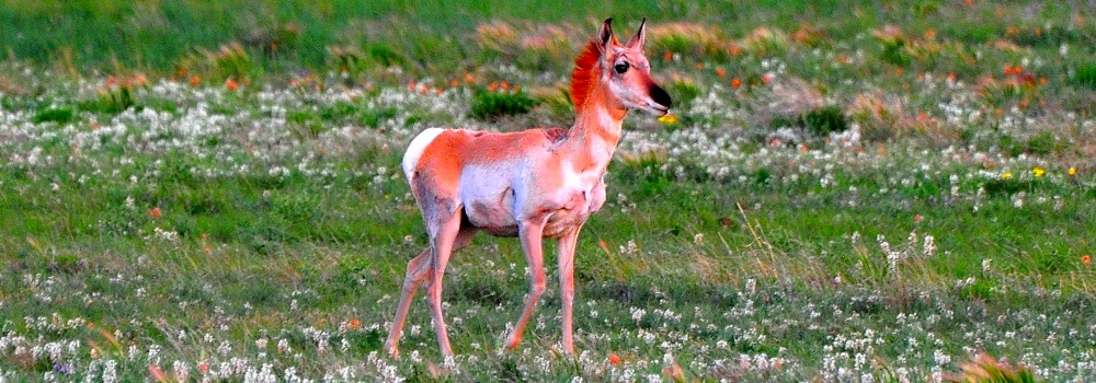 The PronghornFawn