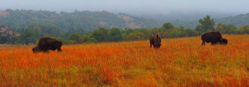 Buffalo at Wichita MountainsWR, Indiahoma, Oklahoma