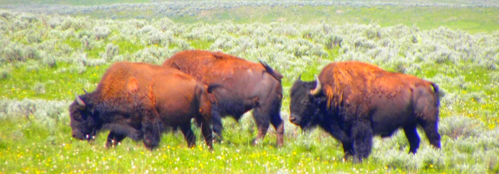 The BovidsThe American Bison