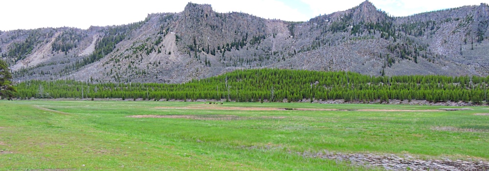 The BovidsThe American Bison