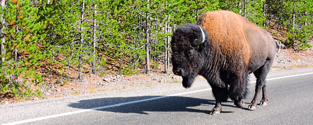 Bull BisonWalking the Highway