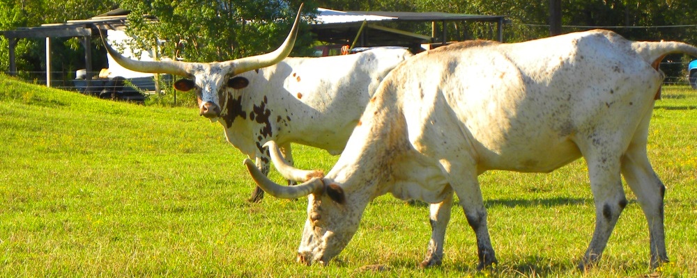 The BovidsThe Longhorn