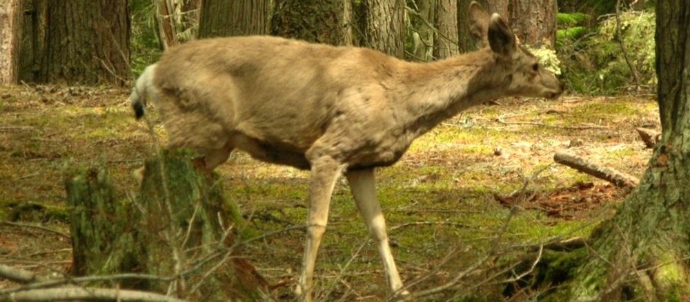 The CervidsDeer