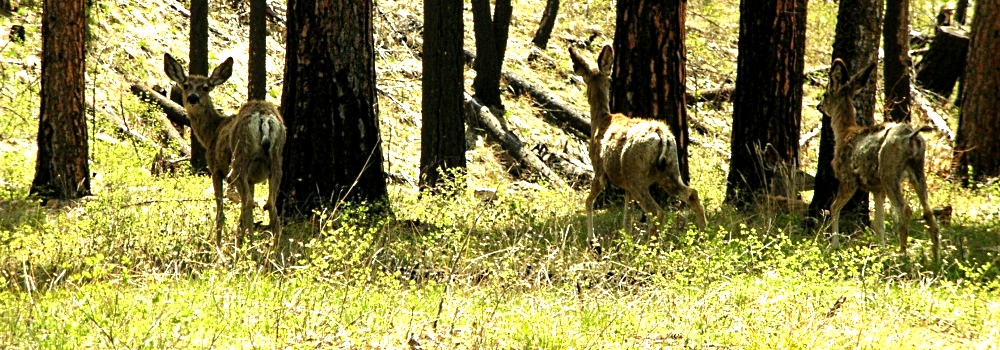 Mule Deerat Trapper Peak