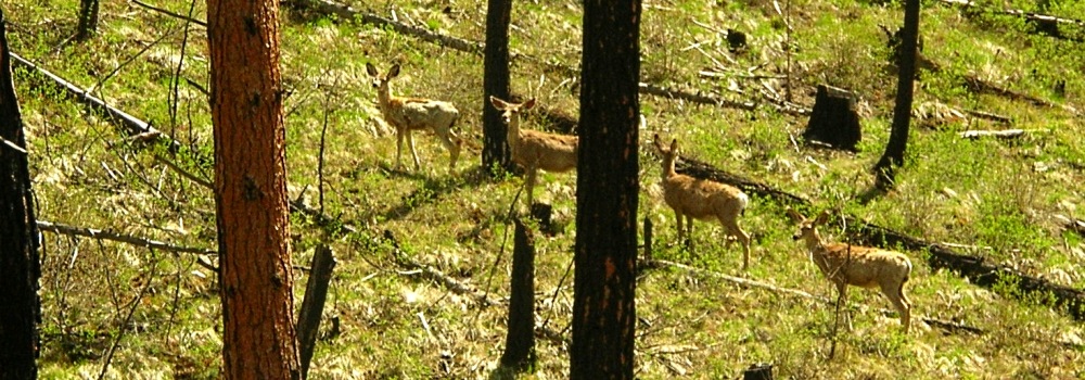 Mule Deerat Trapper Peak