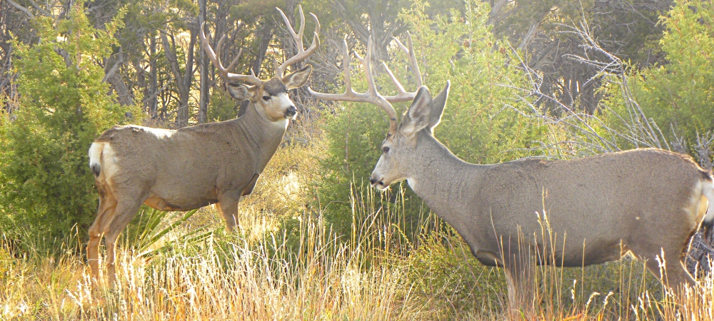 Mule Deer In Mesa Verde