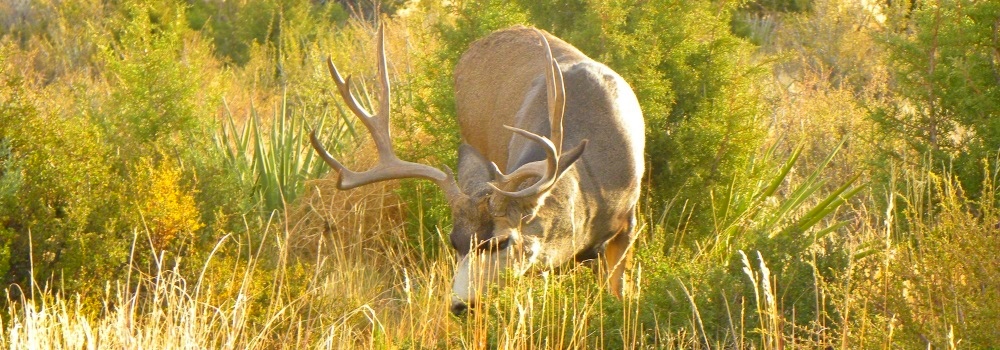 Mule Deer In Mesa Verde