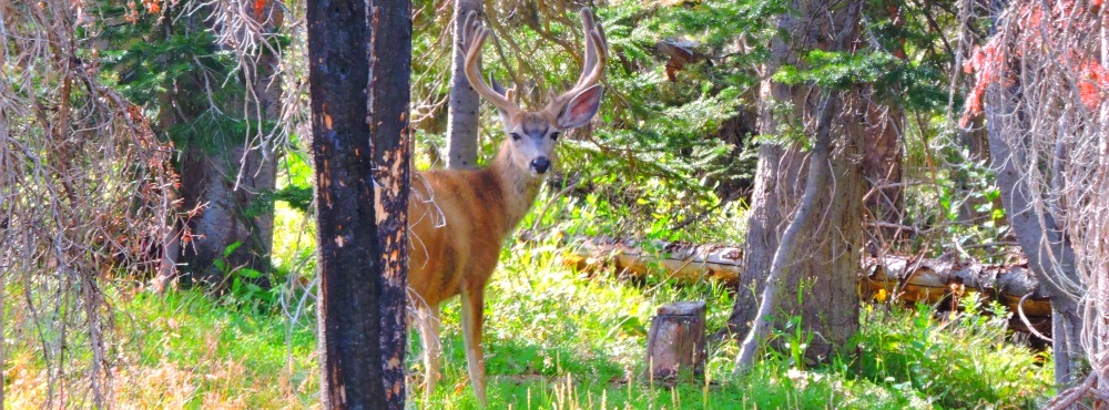 Mule Deer nearBattle Creek Pass