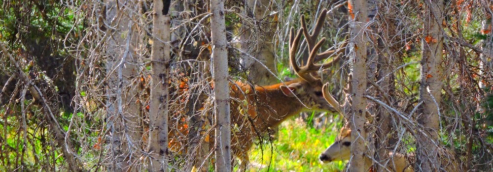 Mule Deer nearBattle Creek Pass