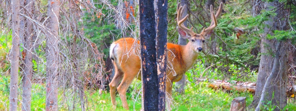 Mule Deer nearBattle Creek Pass