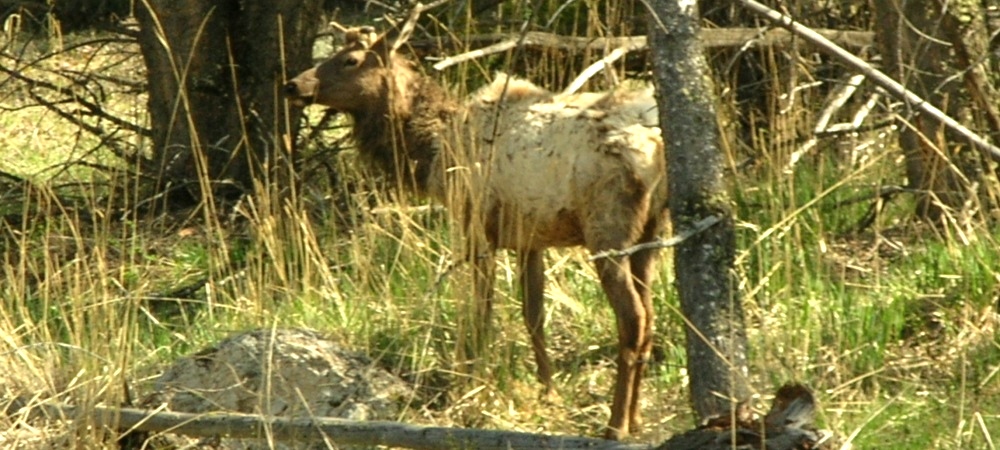 The ElkIn Yellowstone