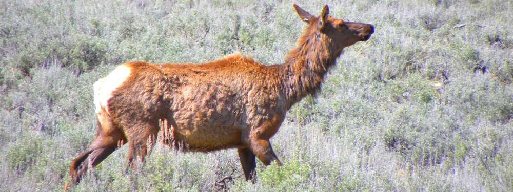 The ElkIn Yellowstone