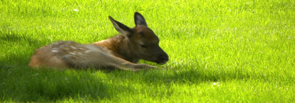 The Elk #13;In Yellowstone