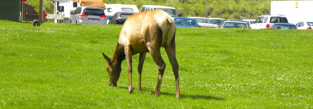 The Elk #13;In Yellowstone