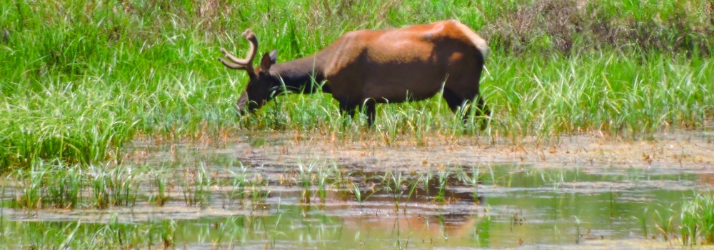 The Elk atRocky Mountain