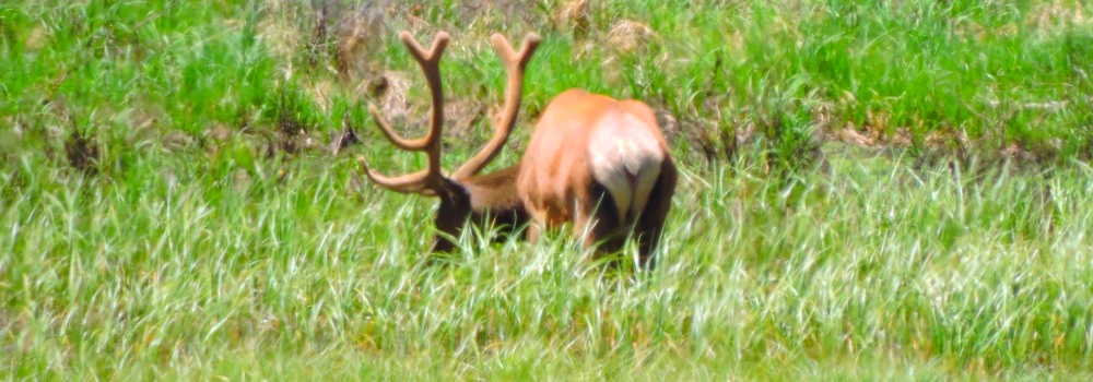 The Elk atRocky Mountain