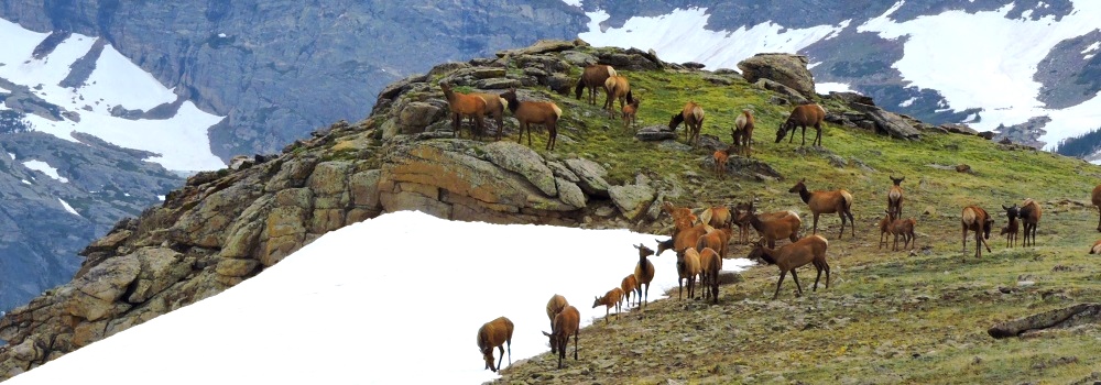The Elk atRocky Mountain