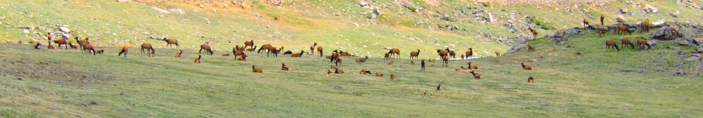 The Elk atRocky Mountain