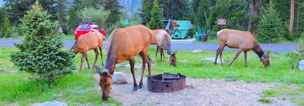 The Elk inTimber Creek Campground