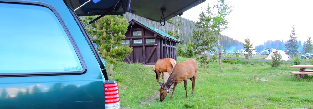 The Elk inTimber Creek Campground