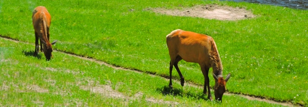 The ElkIn Yellowstone