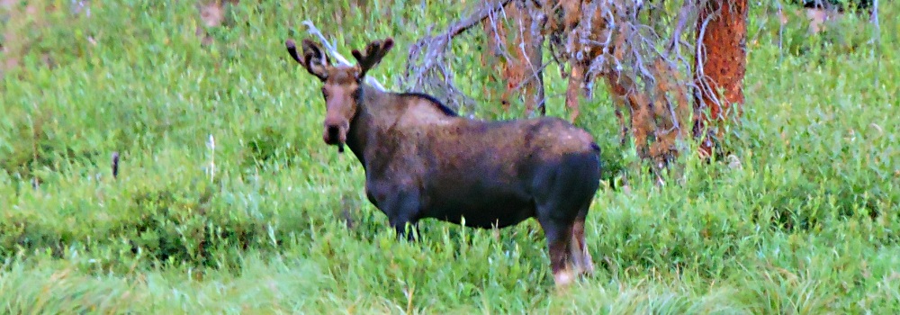 A Young Moosein Willow Creek