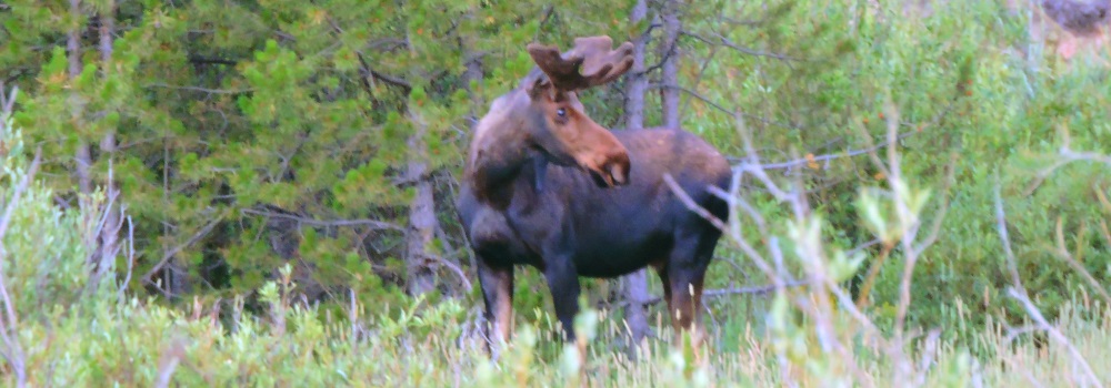A Young Moosein Willow Creek