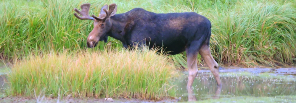 A Young Moosein Willow Creek