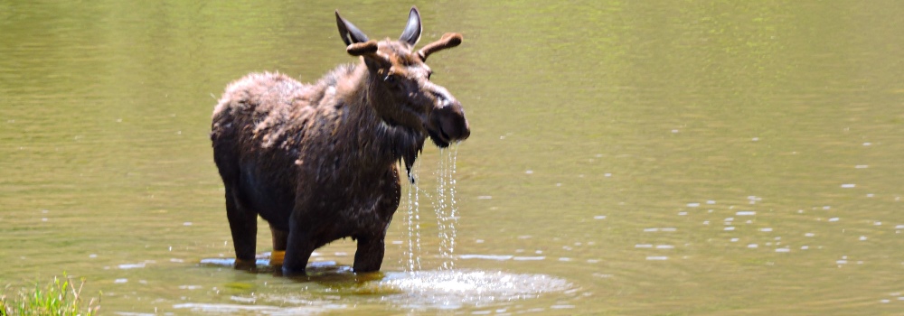 The Moose inWillow Creek