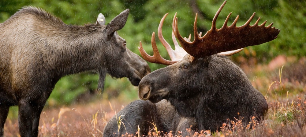 The MooseBull and Cow