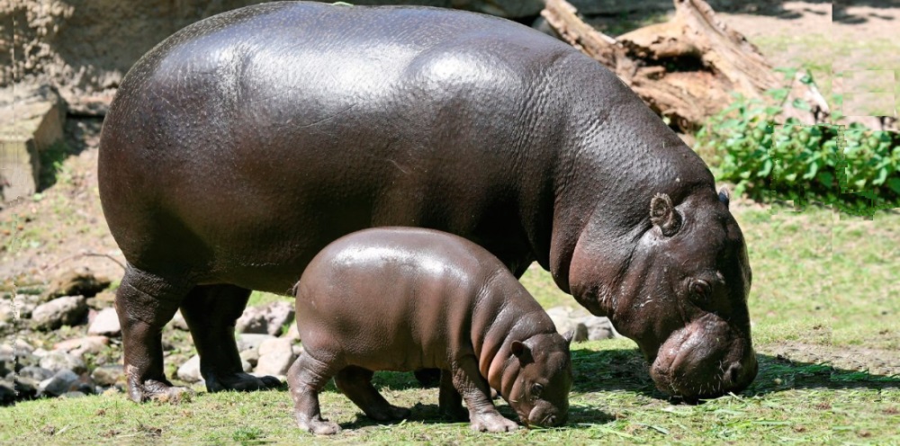 The Even-toed UngulatesThe Hippopotamidae