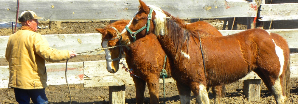 Training Horses