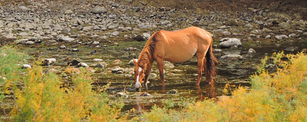 The Domestic HorsesThe NNN