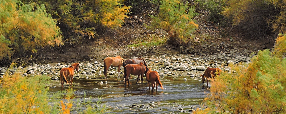 The Domestic HorsesThe NNN