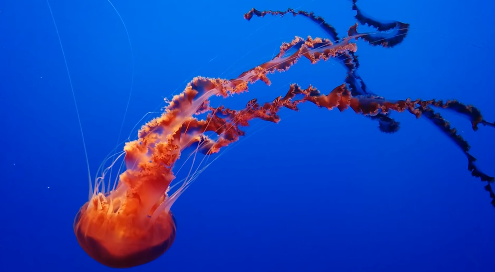 Phylum CnidariaBlack Sea Nettle