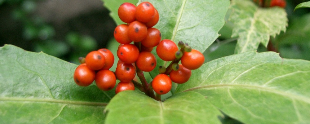 Phylum AngiospermClass Chloranthales