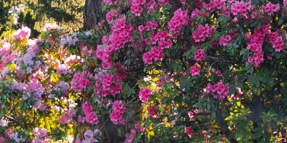 Class EudicotyledonOrder Ericales, Family Ericaceae