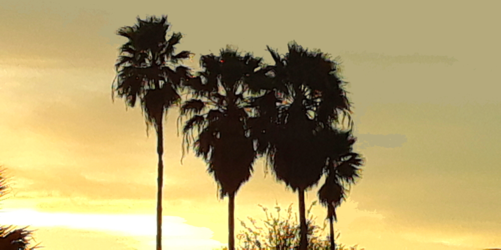Class MonocotyledonaeOrder Arecales, Family Arecaceae