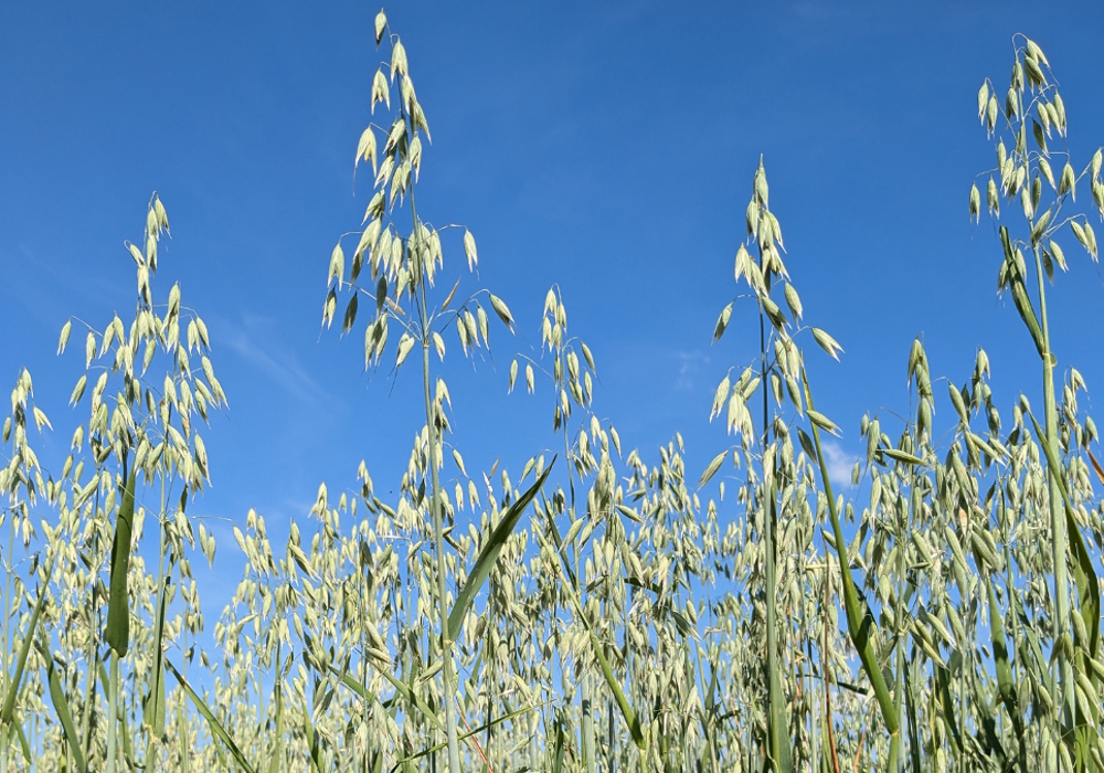 Class MonocotyledonaeOrder Poales, Family Pasceae, Avena.sativa