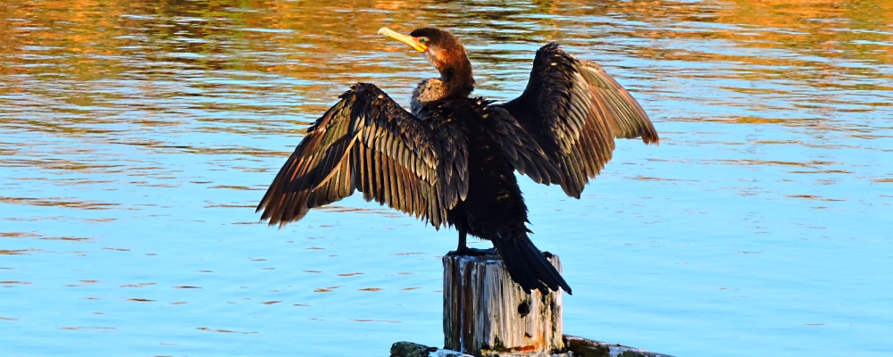 The ThreesThe Sea Rim Campground