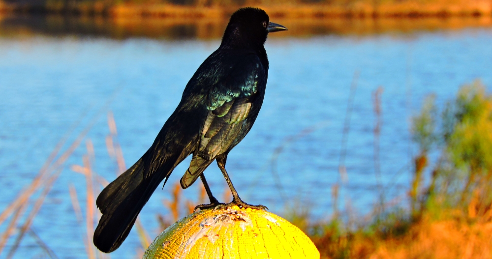 The ThreesThe Sea Rim Campground