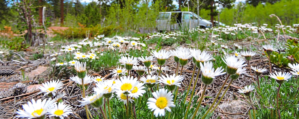 The FoursRed Feather NFDC Campground