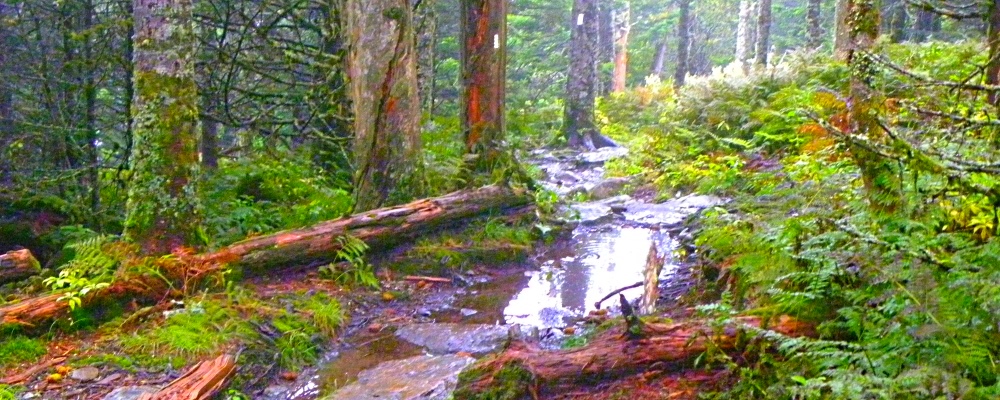 A Way&fnof;arers CampsitesGreat Smoky Mountains National Park