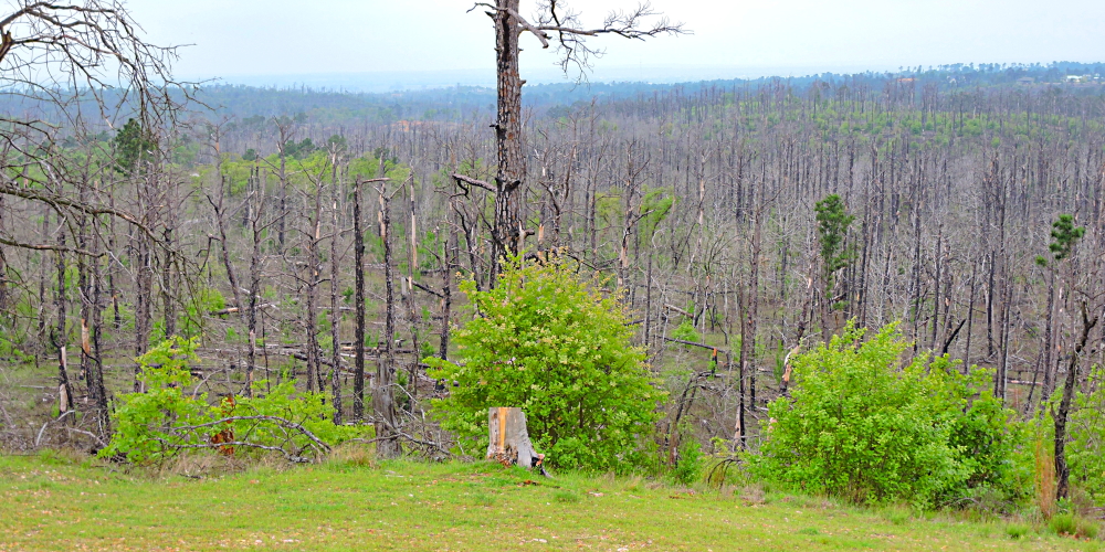 The FoursBastrop Campground