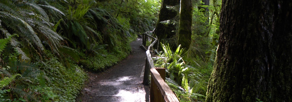 The FoursThe Forest in Olympic National Park